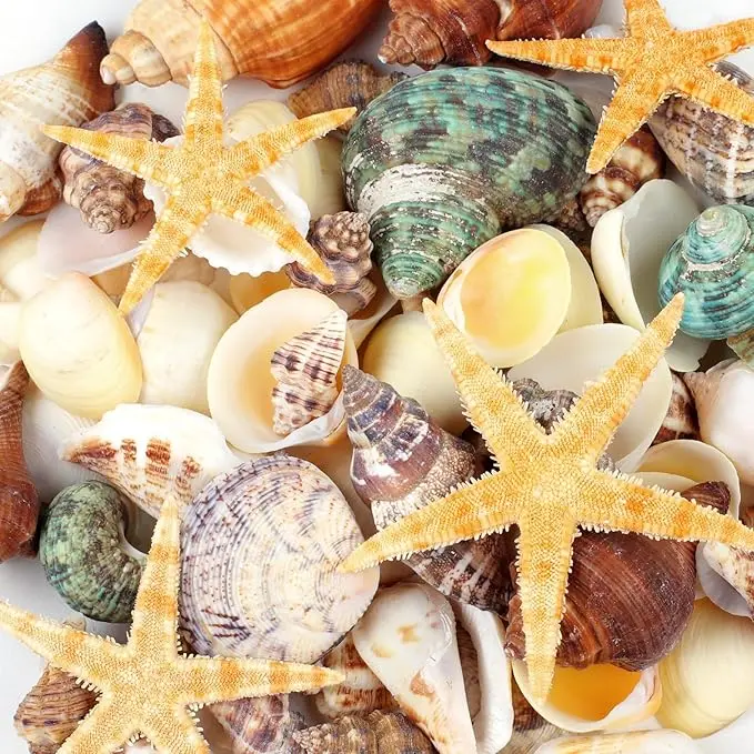 80+ Pcs Mixed Natural Seashells